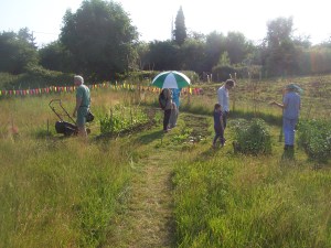 Weeding in shade