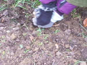 Planting blackcurrant hardwood cuttings