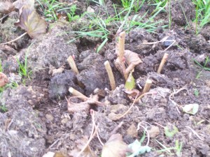 Blackcurrants after pruning
