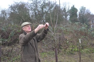 David considers where to prune on a Bramley