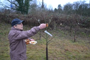 Jenny putting cider-soaked toast in the apple trees