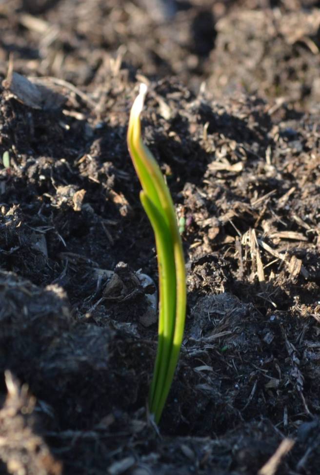 First garlic showing!