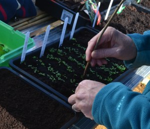 Pricking out lettuce seedlings