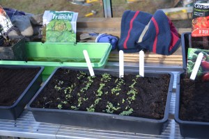 1 week old germinated lettuce seedlings