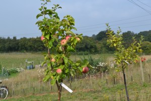 James Grieve apples in the orchard
