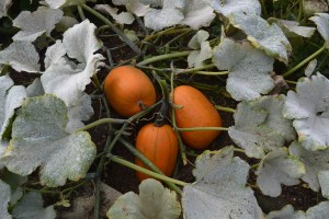 Winter squash on the manure heap