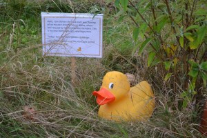 Doreen Duck's trail