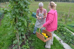 picking beans and courgettes