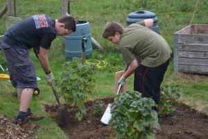 Planting out blackcurrant bushes grown from last year's cuttings 