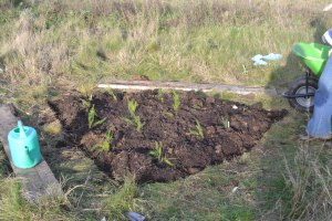 We have been creating new beds for perennials, such as asparagus
