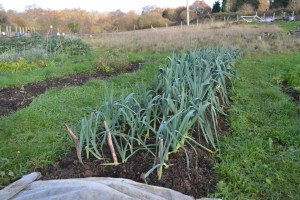 The leeks are ready to harvest