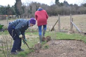 Turing over an extra strip of turf to make room for growth