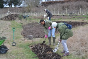 putting well rotted horse manure round the gooseberries to feed them and suppress weeds