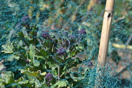 Purple sprouting broccoli producing flower heads ready for harvest
