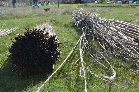 Commercially grown willow bundle, left, and home-grown right