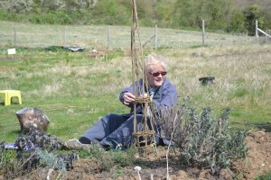 adding more willow wands to give strength