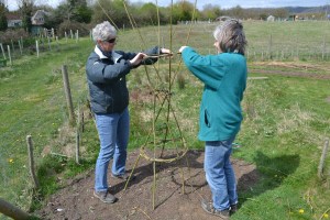 Sue & Lynn weaving a bean support near the gate