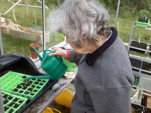 helen sowing sweetcorn