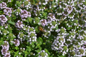 Bee on thyme