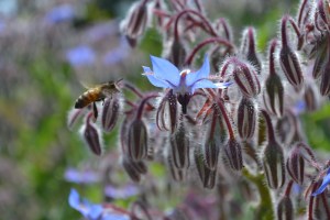 Bee on borage