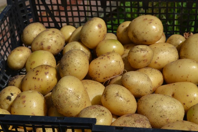 First potatoes