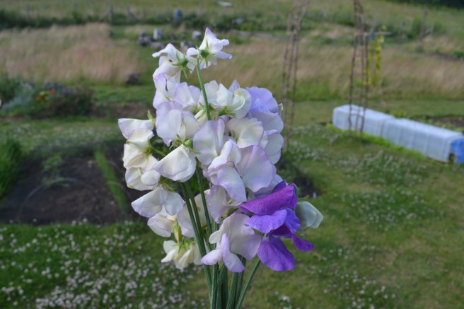 sweet peas
