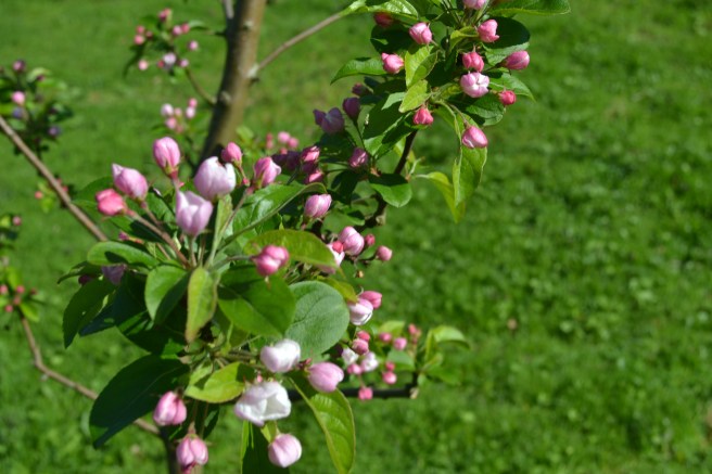 Community Garden in april