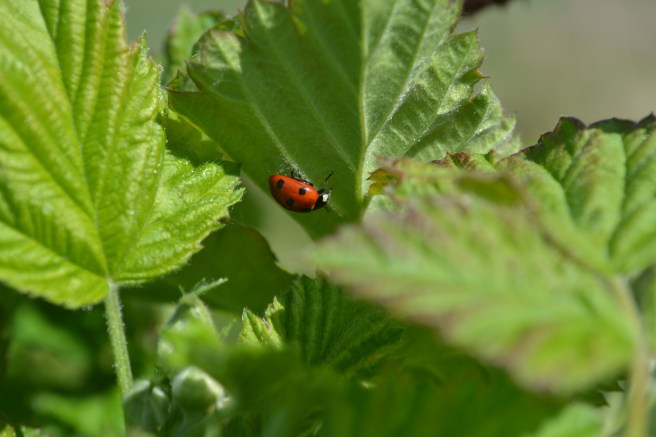 Community Garden in april